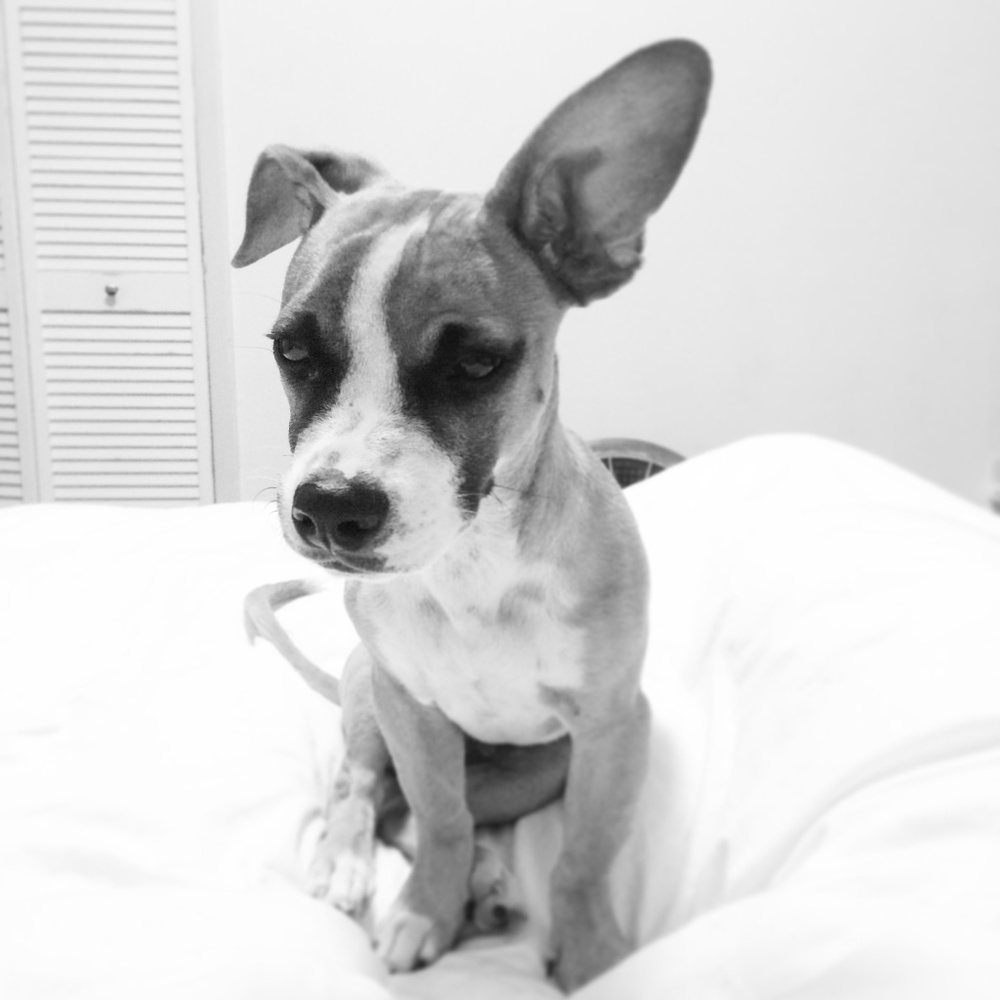 Meet your Posher, Jessica